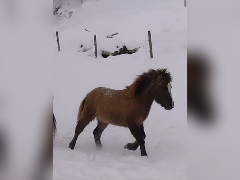 Islandshäst Hingst 1 år Black in Irdning
