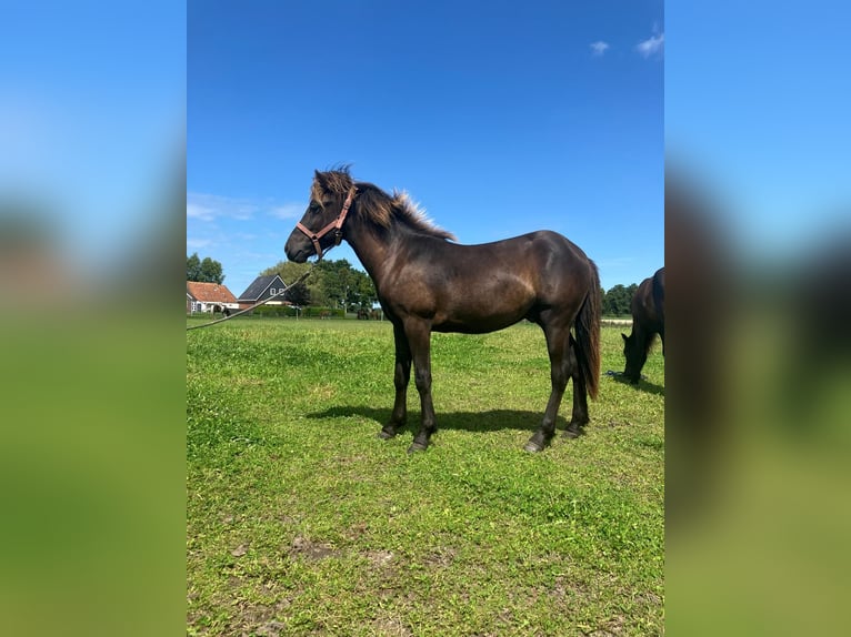 Islandshäst Hingst 1 år Rökfärgad svart in Marrum