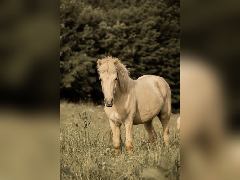 Islandshäst Hingst 2 år 135 cm Palomino in Lennestadt