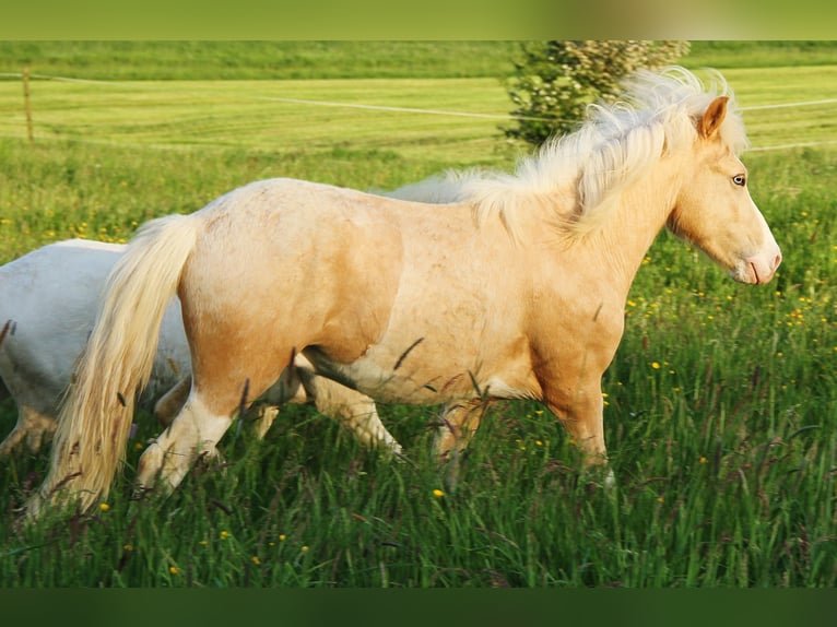 Islandshäst Hingst 2 år 136 cm Vit in Saarland