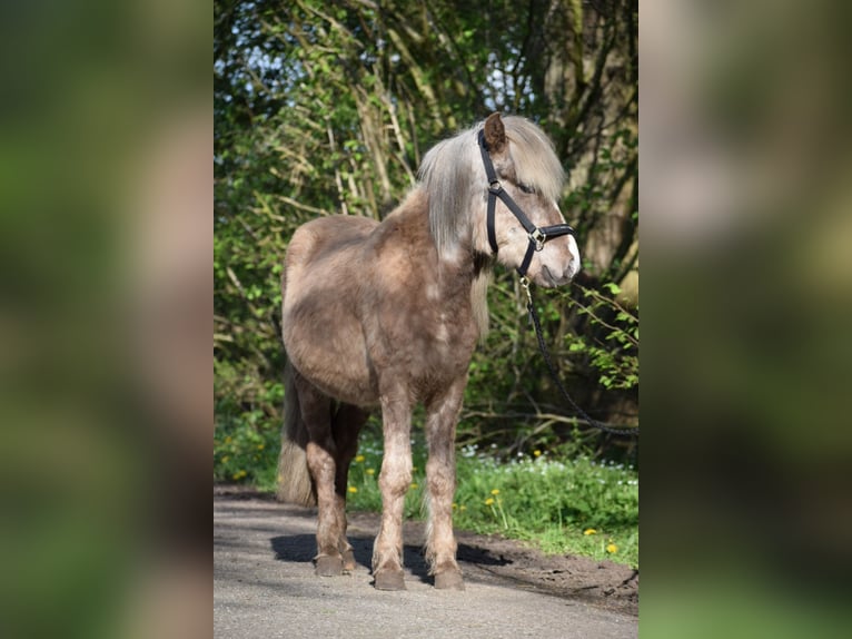 Islandshäst Hingst 2 år 137 cm in Blunk