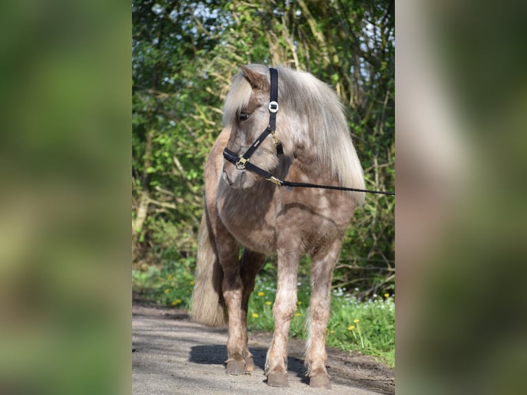 Islandshäst Hingst 2 år 137 cm in Blunk