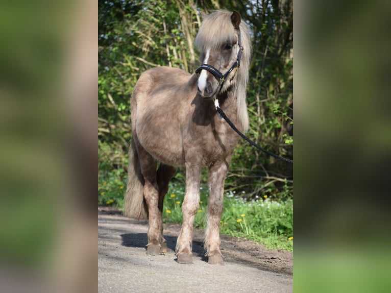 Islandshäst Hingst 2 år 137 cm in Blunk