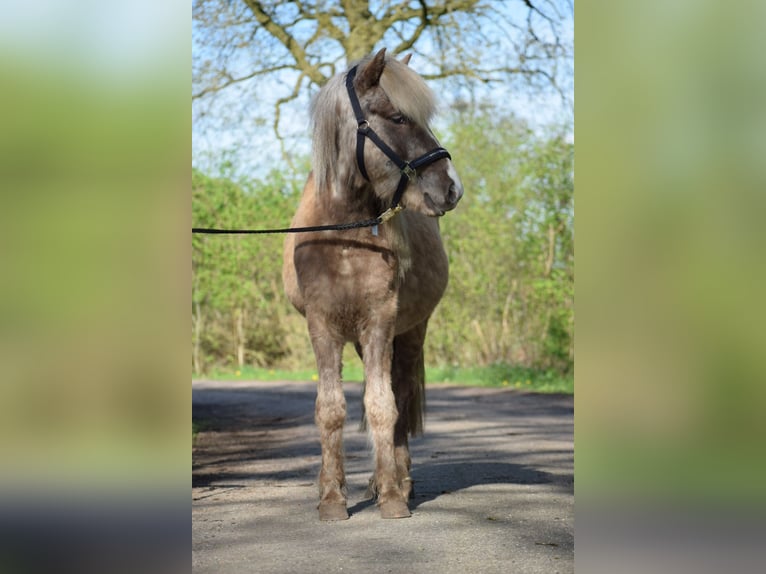 Islandshäst Hingst 2 år 137 cm in Blunk