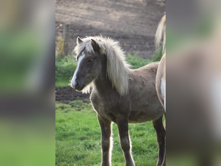 Islandshäst Hingst 2 år 137 cm in Blunk