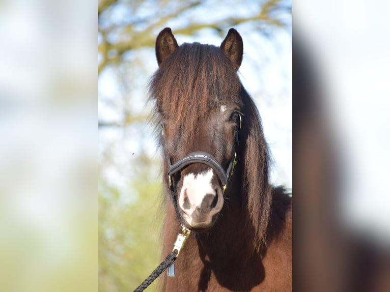 Islandshäst Hingst 2 år 140 cm in Blunk