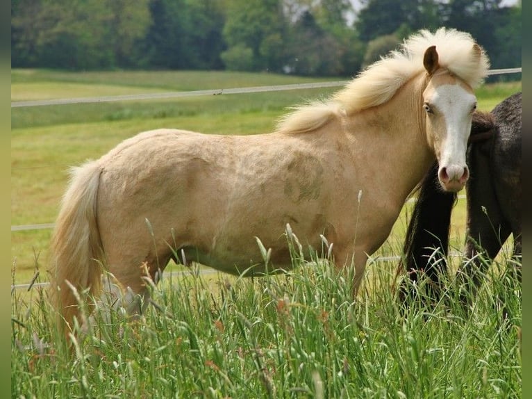 Islandshäst Hingst 2 år 140 cm Palomino in Sankt Wendel