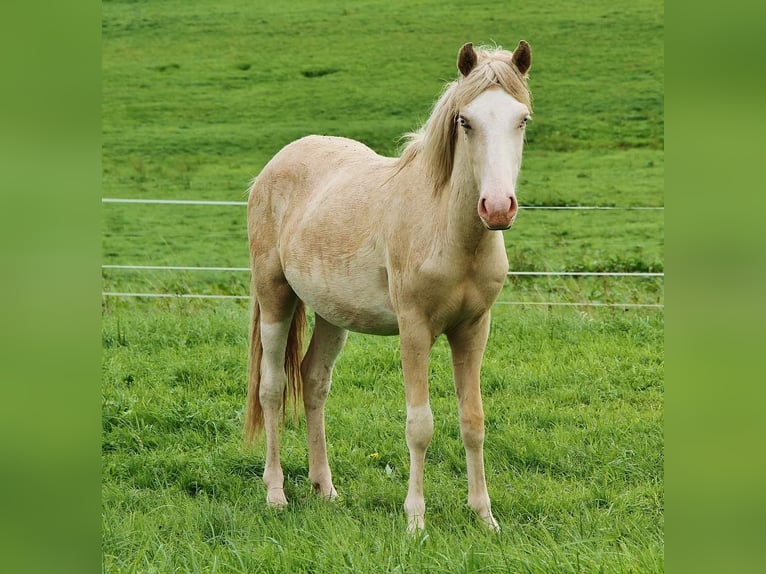 Islandshäst Hingst 2 år 140 cm Palomino in Sankt Wendel