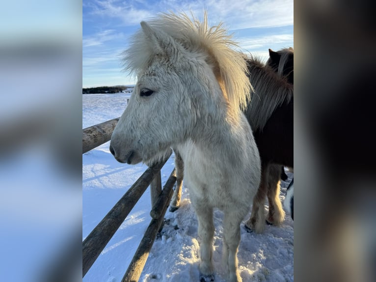 Islandshäst Hingst 2 år 145 cm Palomino in Borgarnesi