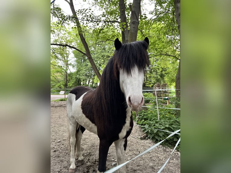 Islandshäst Hingst 3 år 139 cm Pinto in Hönow