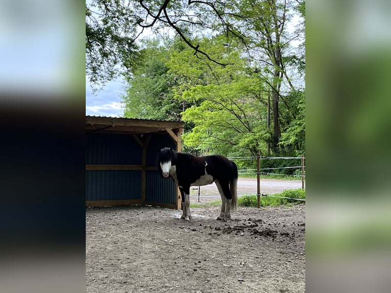 Islandshäst Hingst 3 år 139 cm Pinto in Hönow