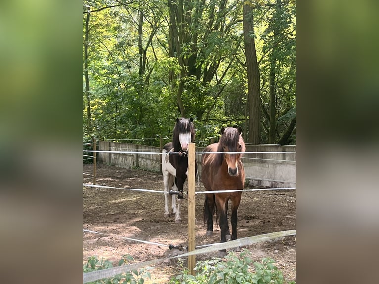 Islandshäst Hingst 3 år 139 cm Pinto in Hönow