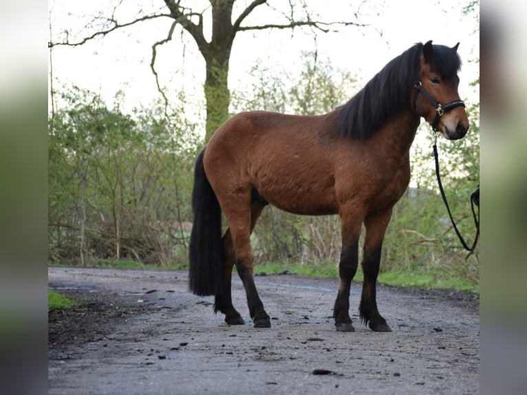 Islandshäst Hingst 3 år 144 cm Brun in Blunk