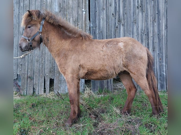Islandshäst Hingst 3 år Palomino in Saarland