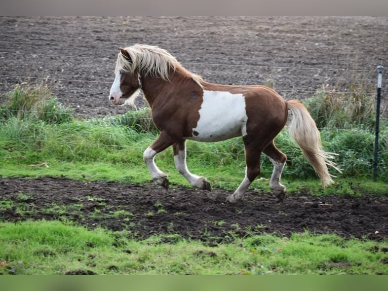 Islandshäst Hingst 4 år 144 cm in Blink