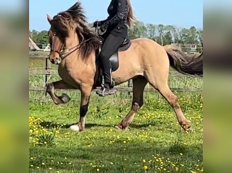 Islandshäst Hingst 4 år 145 cm Black in Bergen (NH)