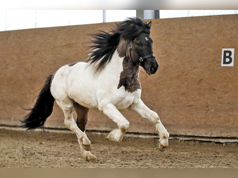 Islandshäst Hingst 4 år 150 cm in Habichtswald