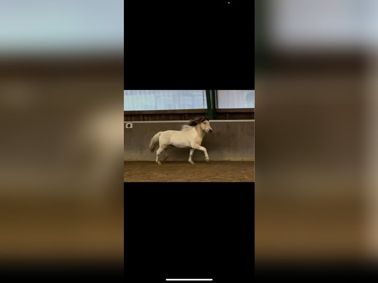 Islandshäst Hingst 5 år 142 cm Pinto in Hatten