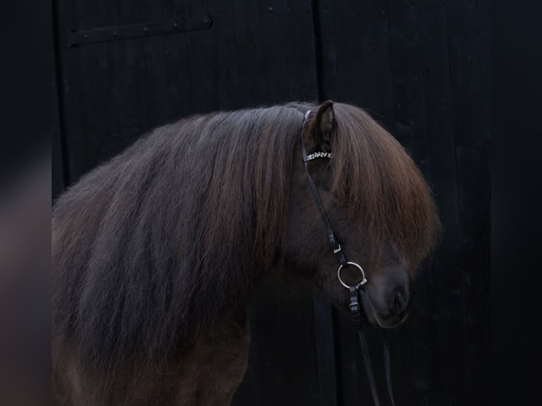 Islandshäst Hingst 8 år 146 cm Svart in Ganderkesee