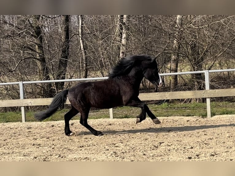 Islandshäst Hingst 9 år 140 cm Svart in Soltau