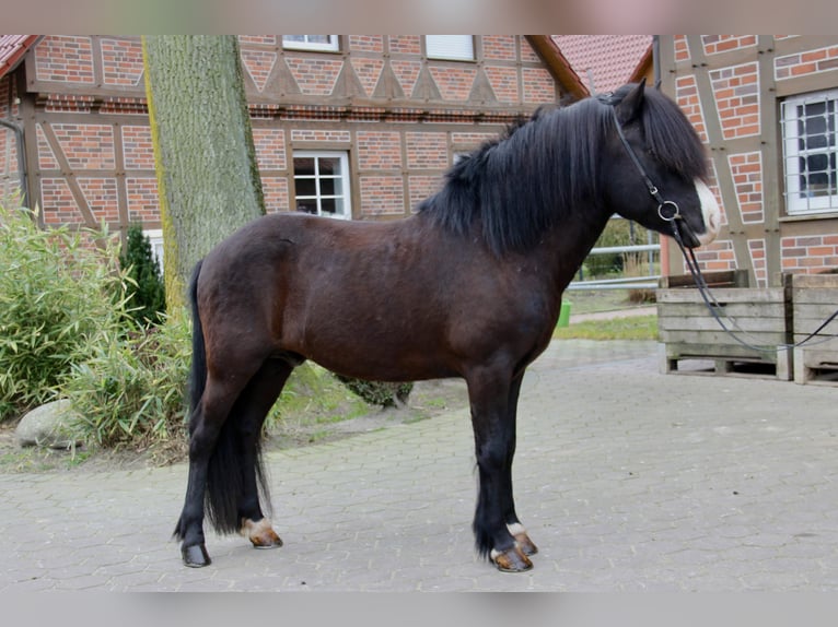 Islandshäst Hingst 9 år 140 cm Svart in Soltau