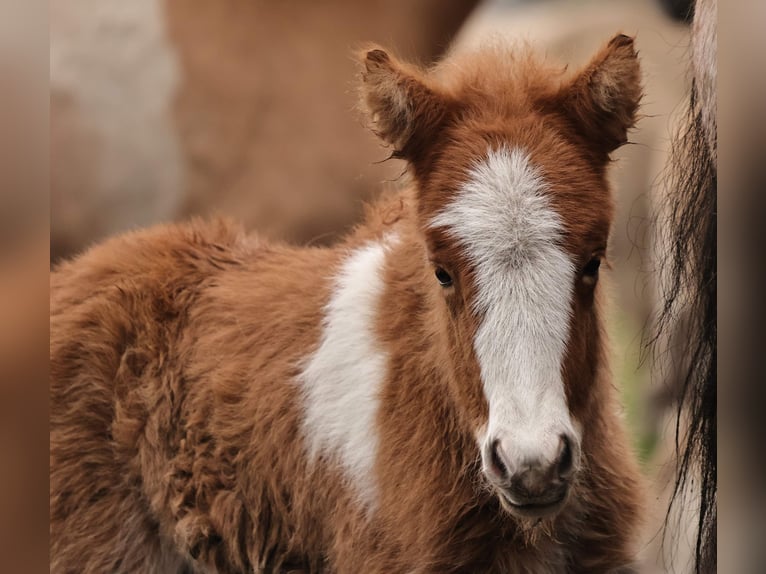 Islandshäst Hingst Föl (03/2024) 140 cm Pinto in Winterswijk kotten