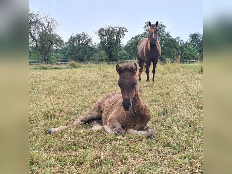 Islandshäst Hingst Föl (06/2024) 146 cm Svart in Aichtal