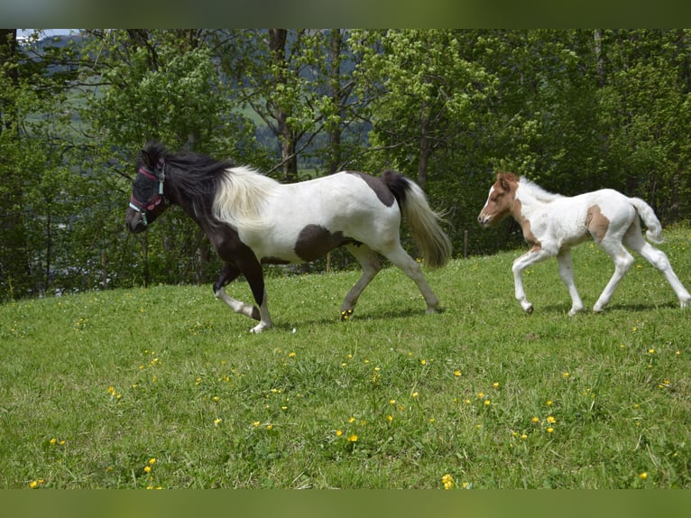 Islandshäst Hingst Föl (05/2024) Pinto in Mittersill