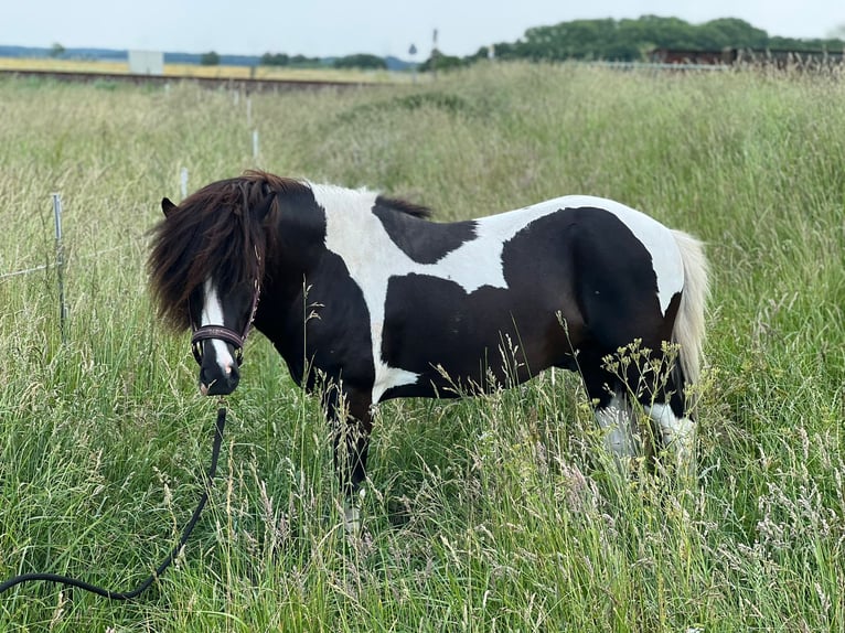 Islandshäst Hingst Pinto in Geestland