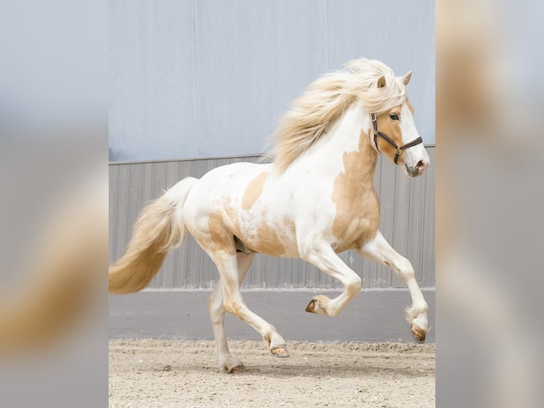 Islandshäst Hingst Pinto in Thuine