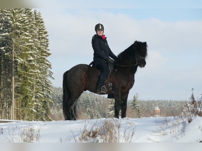 Islandshäst Hingst Svart in Euskirchen