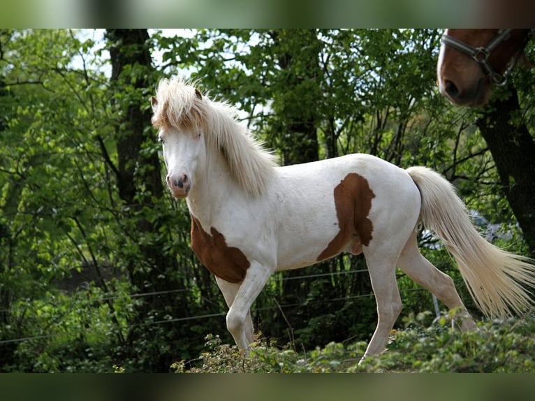 Islandshäst Hingst Tovero-skäck-alla-färger in GOVEN