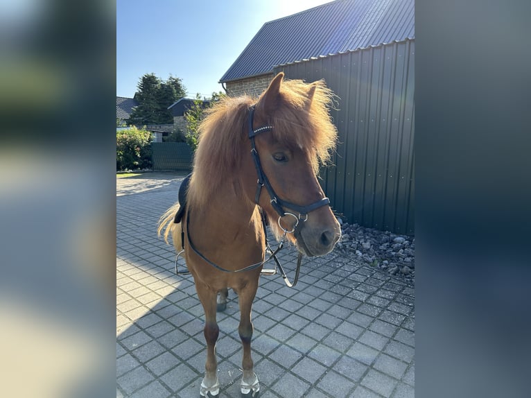 Islandshäst Sto 10 år 139 cm fux in ZülpichZülpich