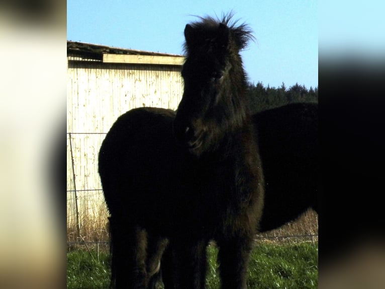 Islandshäst Sto 10 år 140 cm Svart in Ihlienworth