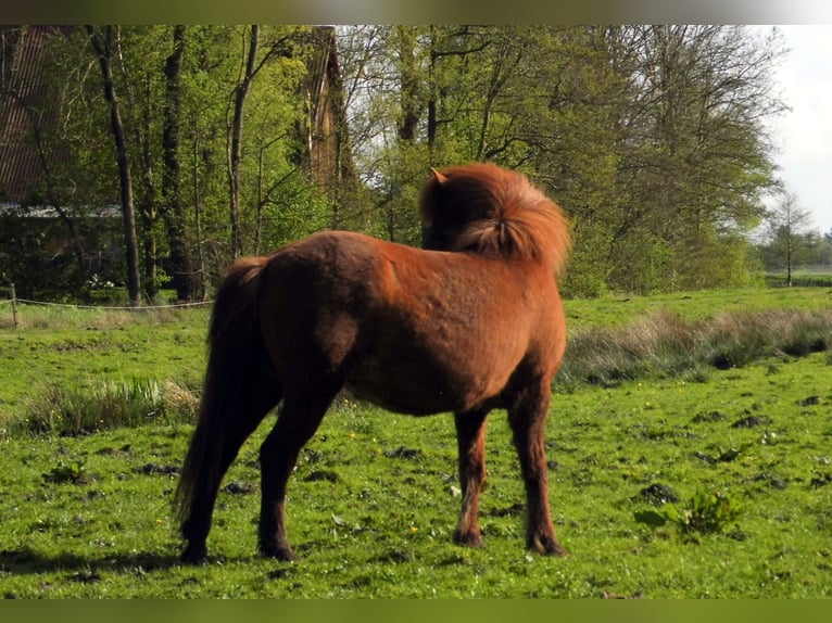 Islandshäst Sto 10 år 142 cm Fux in Ihlienworth