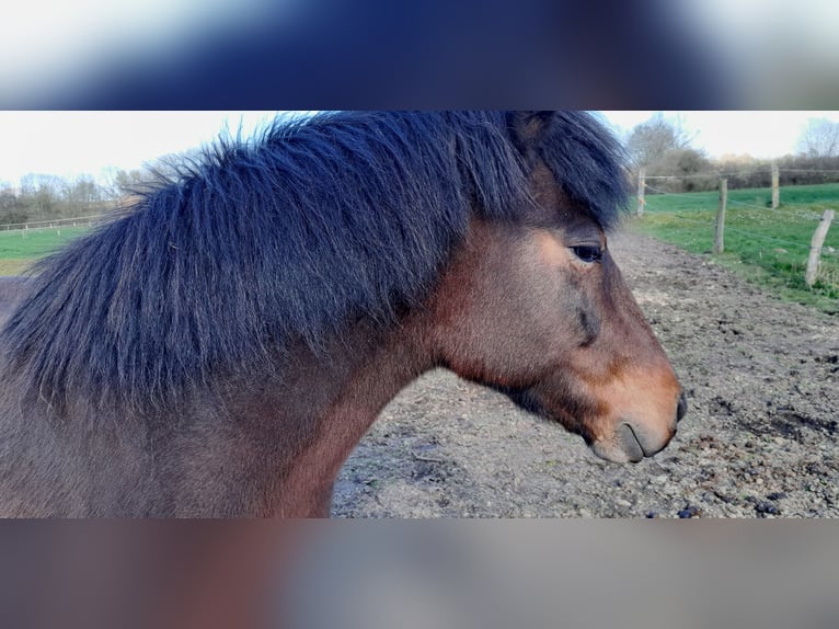 Islandshäst Sto 10 år Brun in Stockelsdorf