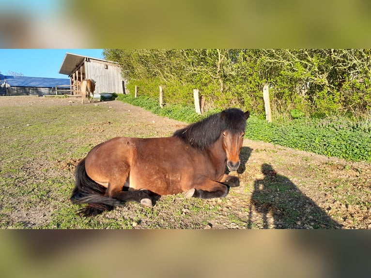 Islandshäst Sto 10 år Brun in Stockelsdorf