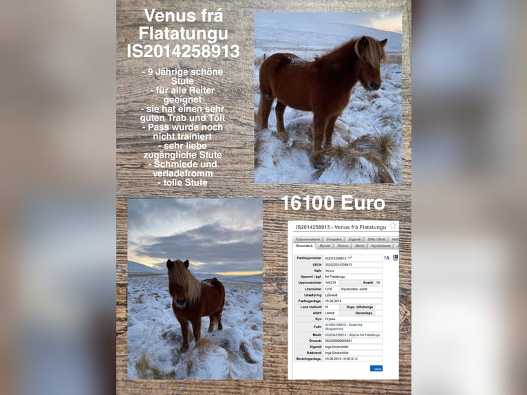 Islandshäst Sto 10 år in Reykjavik