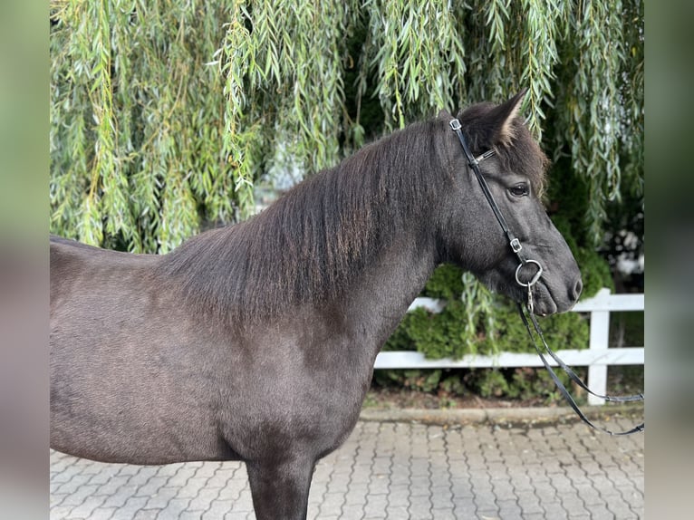 Islandshäst Sto 12 år 143 cm Svart in Lochen am See