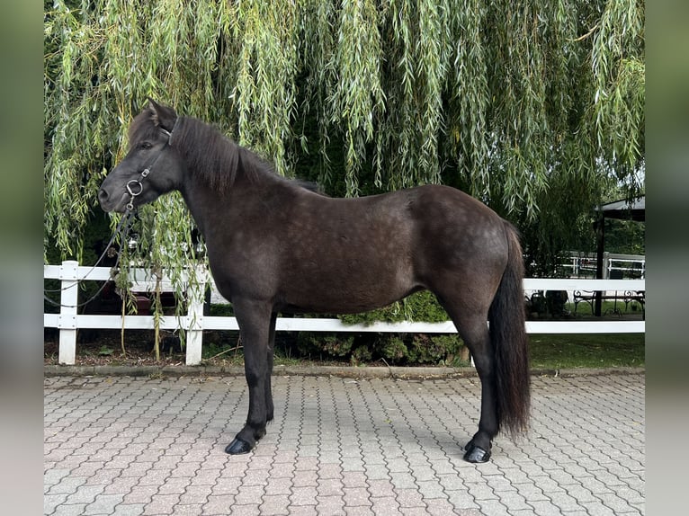 Islandshäst Sto 12 år 143 cm Svart in Lochen am See