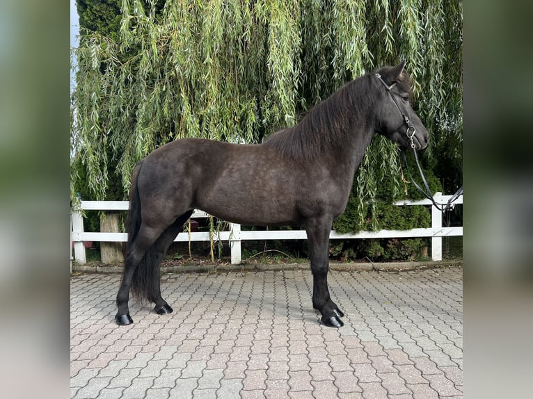 Islandshäst Sto 12 år 143 cm Svart in Lochen am See