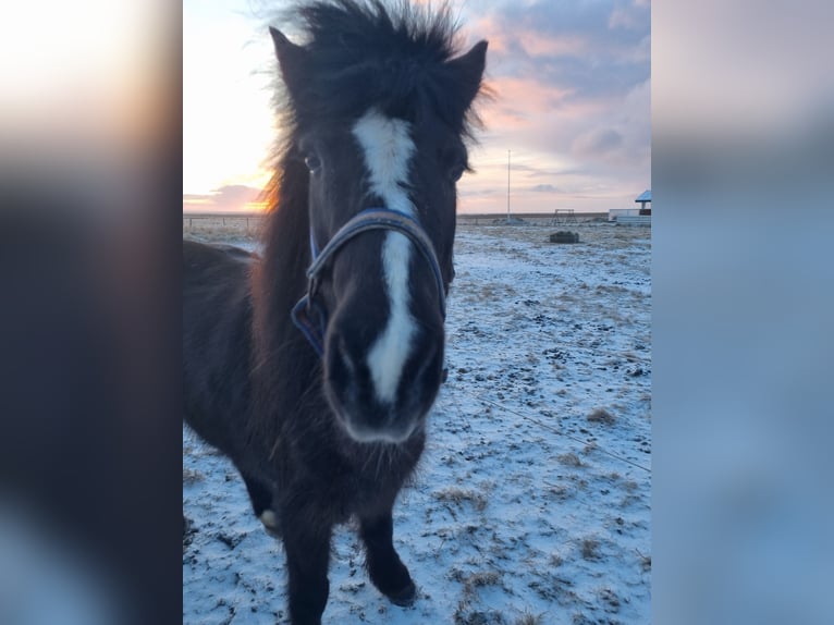 Islandshäst Sto 13 år 134 cm Rökfärgad svart in Hvide Sande