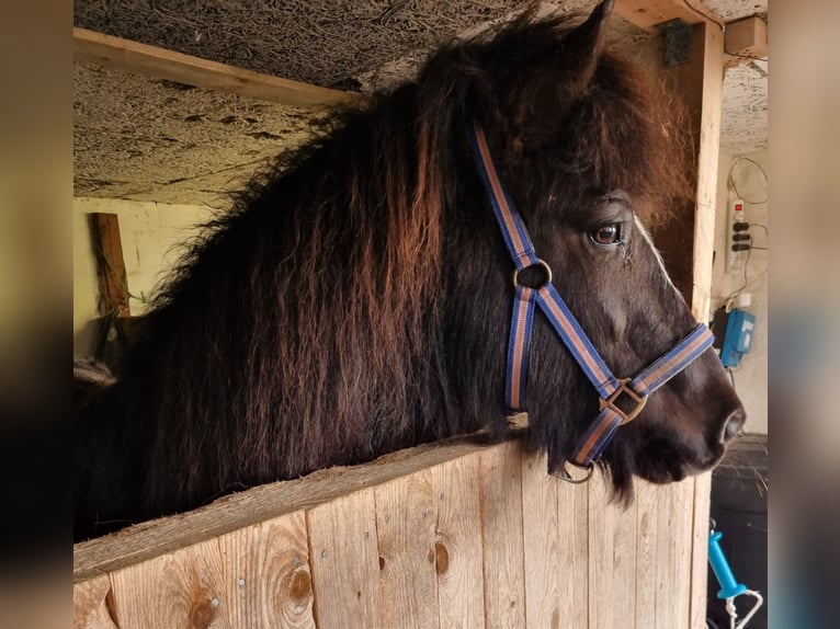 Islandshäst Sto 13 år 134 cm Rökfärgad svart in Hvide Sande