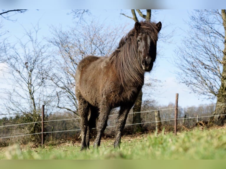 Islandshäst Sto 13 år 138 cm Svart in Aachen