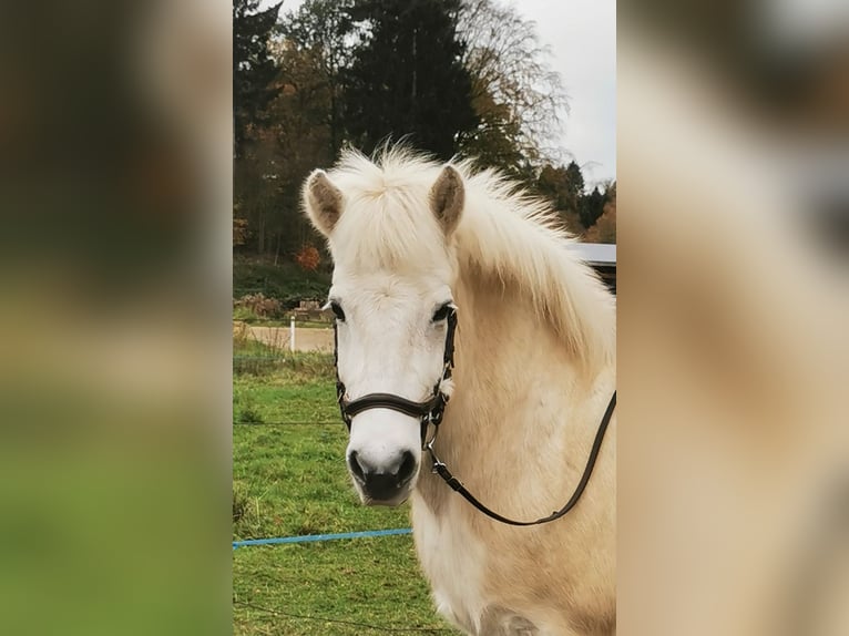 Islandshäst Sto 13 år 140 cm Grå in Seevetal