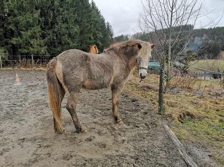 Islandshäst Sto 13 år 143 cm Grå in Elzach