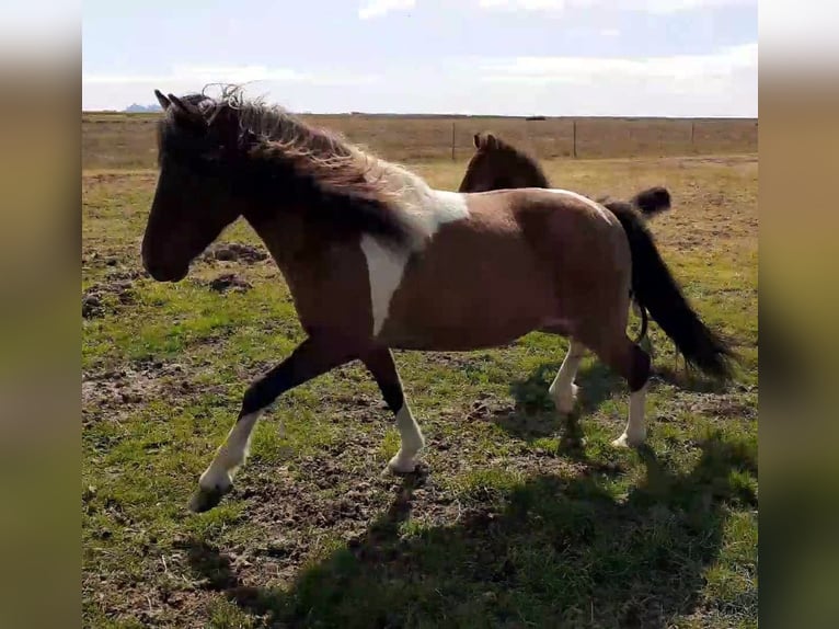 Islandshäst Sto 13 år Pinto in Reykjavik