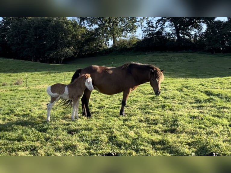 Islandshäst Sto 14 år 133 cm Brun in Reinfeld (Holstein)R