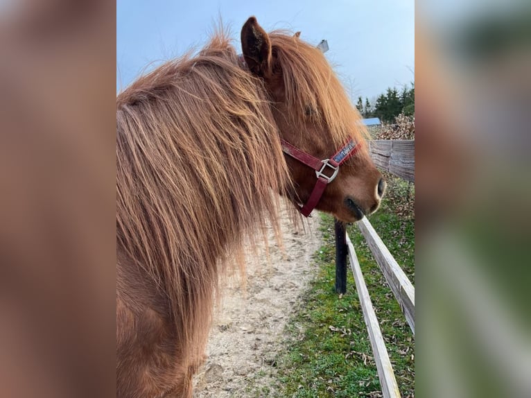 Islandshäst Sto 14 år 135 cm fux in Hümmel