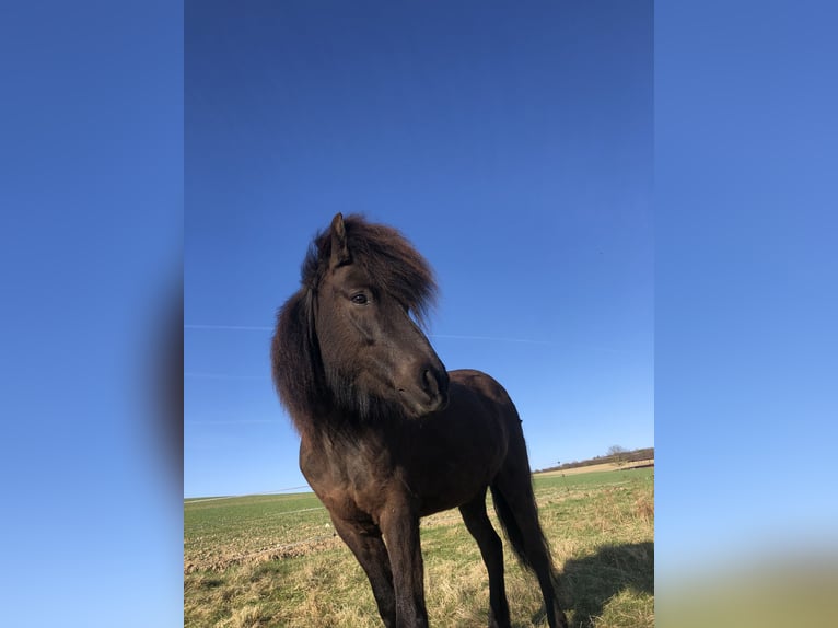 Islandshäst Sto 14 år Svart in Langerwisch
